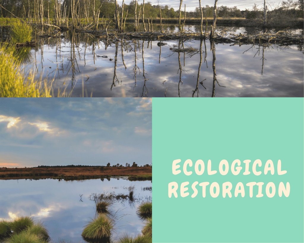 Ecological Restoration