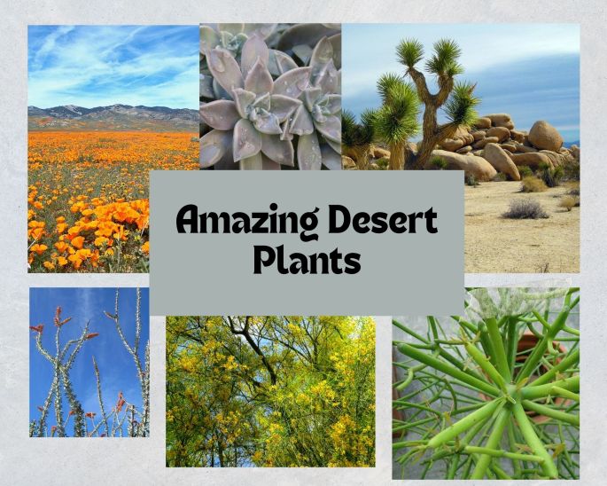 Amazing Desert Plants