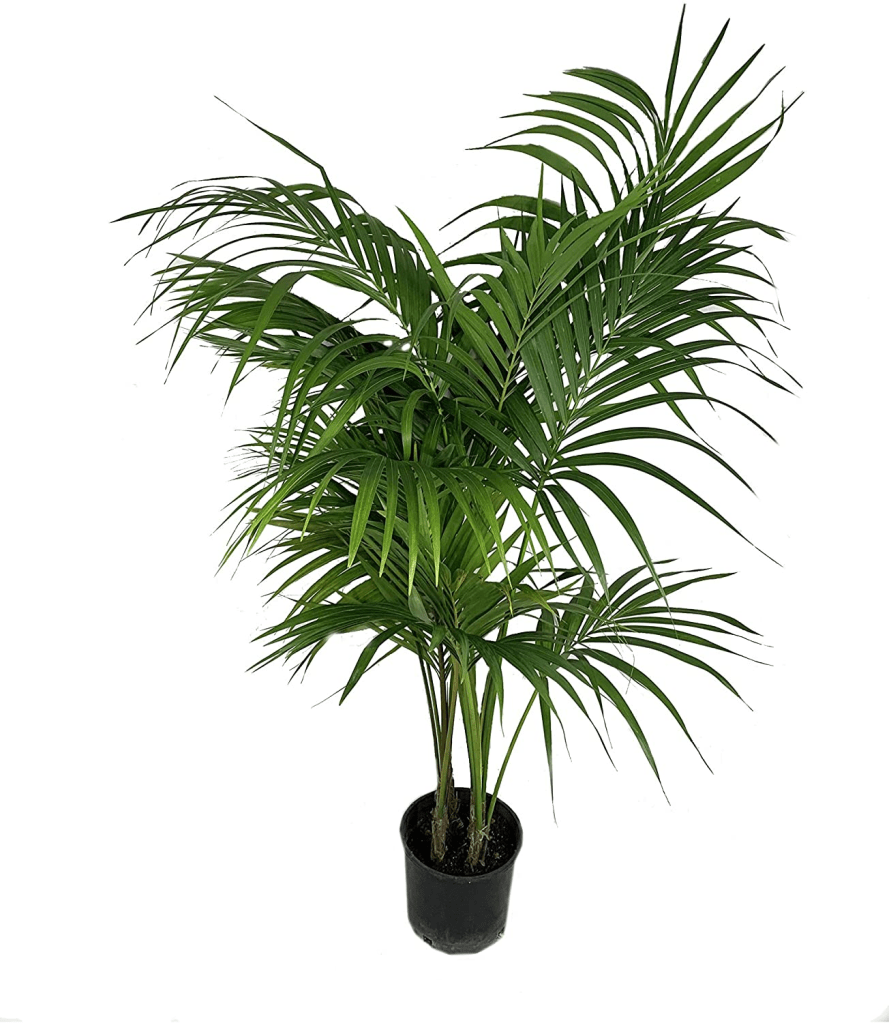 Kentia Palm