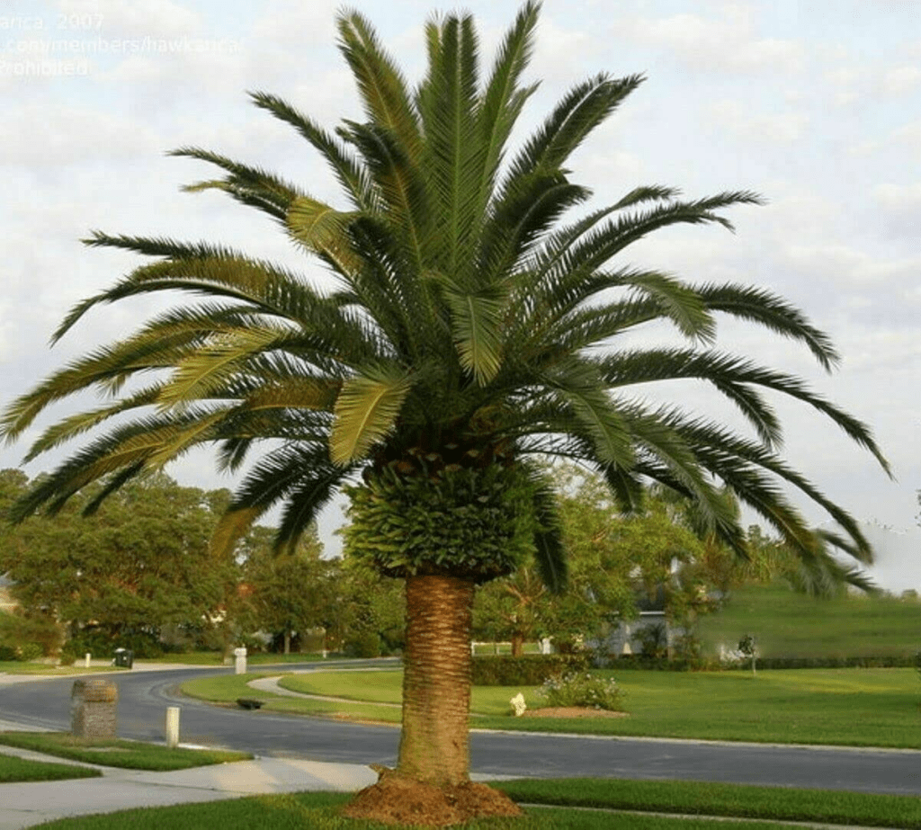 Canary Island Date Palms