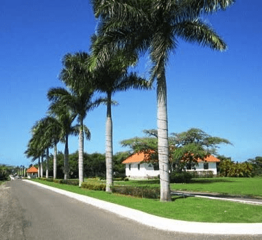 Miniature Royal Palms