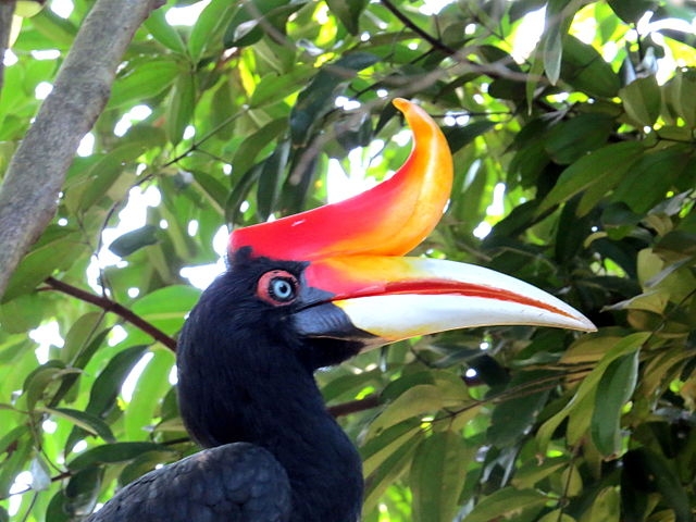 hornbill