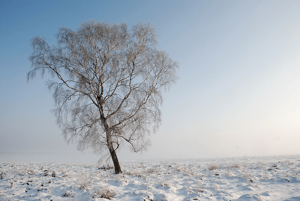 Betula uliginosa - Tundra Birch
