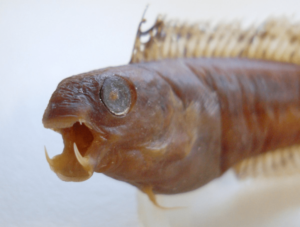 Sabertooth Blenny