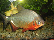 Red-Bellied Pacu