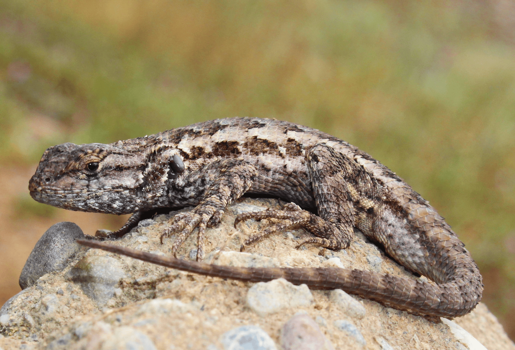 Unveiling the Enigmatic Chaparral Animals – Decoding Biosphere