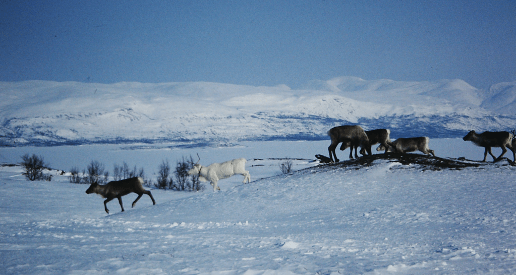 Swedish Lapland