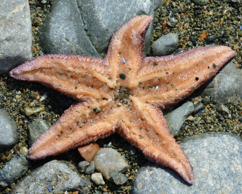 Sea Stars (Asteroidea)