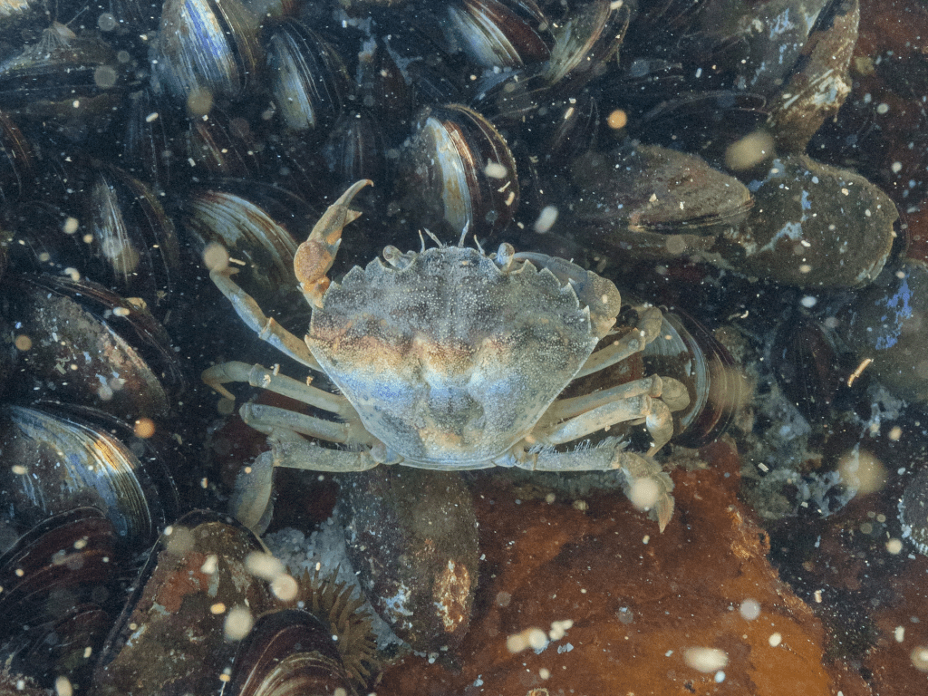 Velvet crab