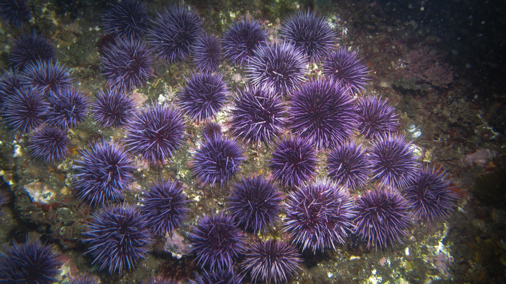 Purple Sea Urchins