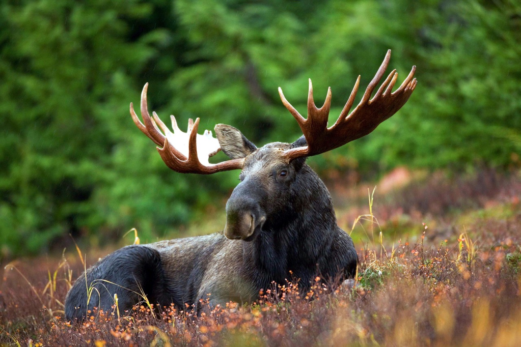 Moose Bull