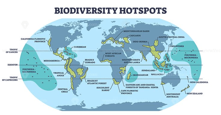 Tropical rainforest biodiversity hotspot