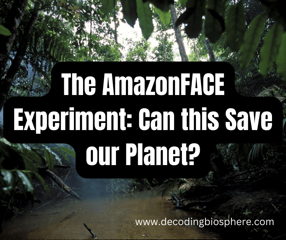 AmazonFACE Experiment