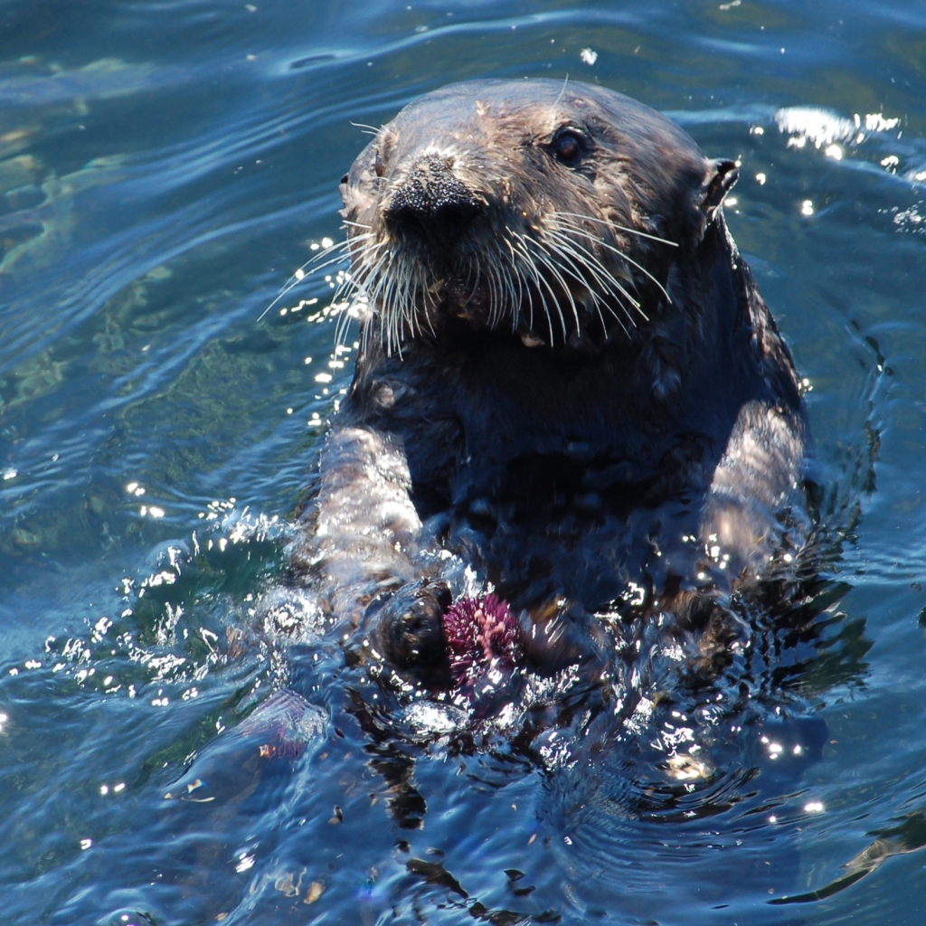 This image has an empty alt attribute; its file name is sea_otter_with_sea_urchin.jpg