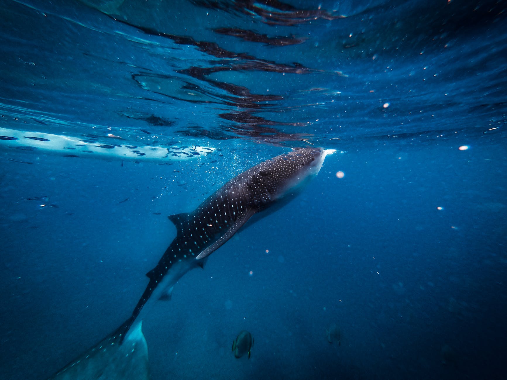 Whale sharks