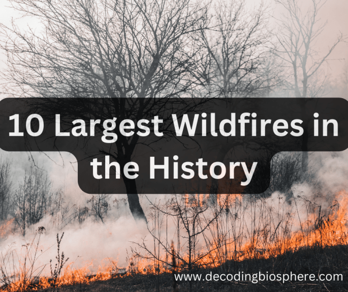 10 Largest Wildfires in the History