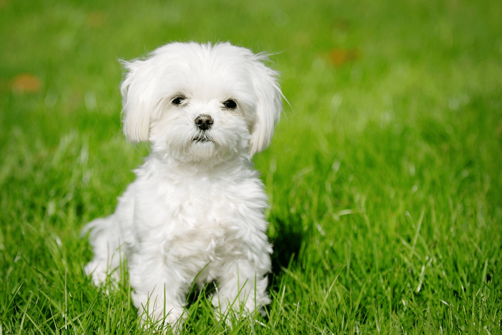 Small Fluffy Dog Breeds