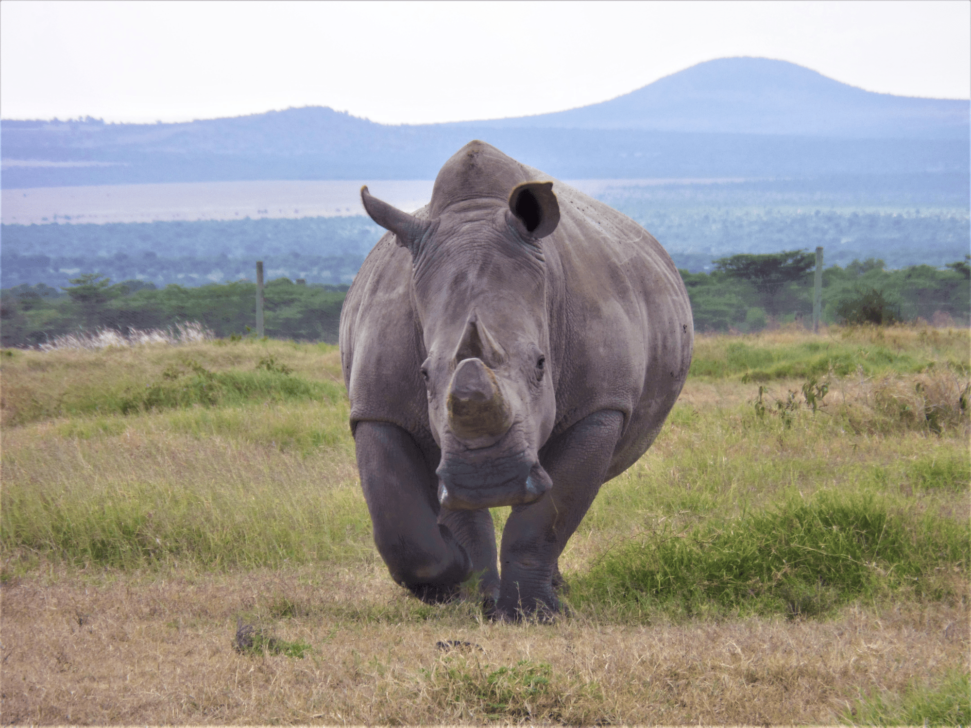 Northern White Rhino