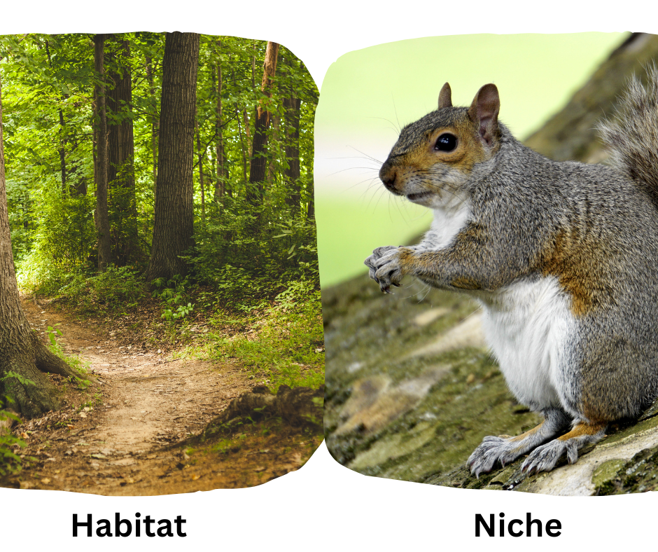 The Habitat vs. the Niche