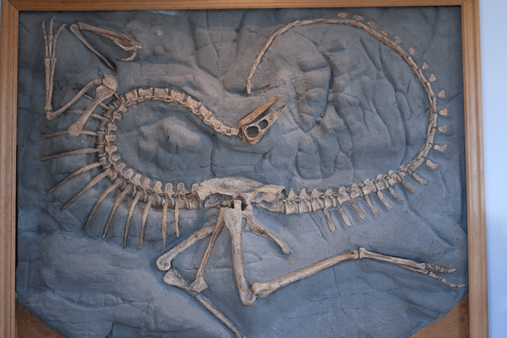Ornithomimids fossil