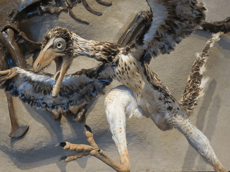 Archaeopteryx fossil