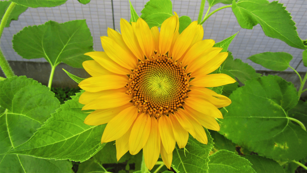Sunflower (Helianthus annuus): 