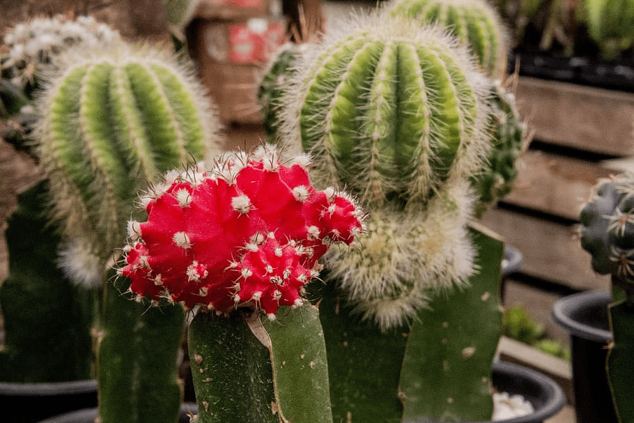 Cactus (Cactaceae family)