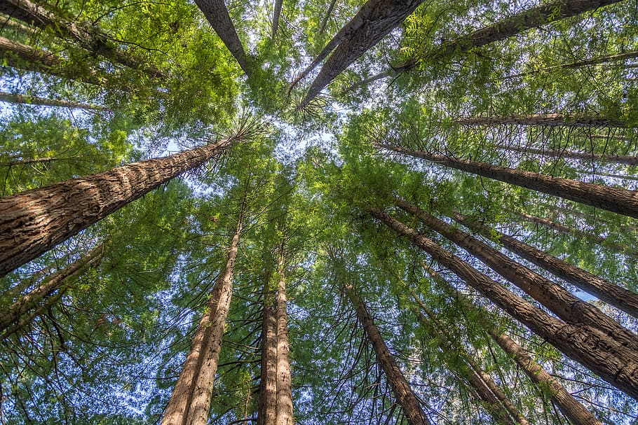 Redwood Tree (Sequoia sempervirens)