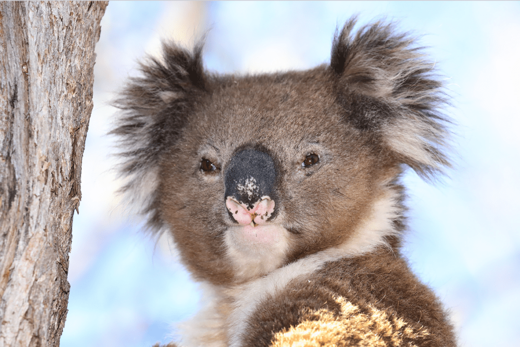 Koala (Phascolarctos cinereus)