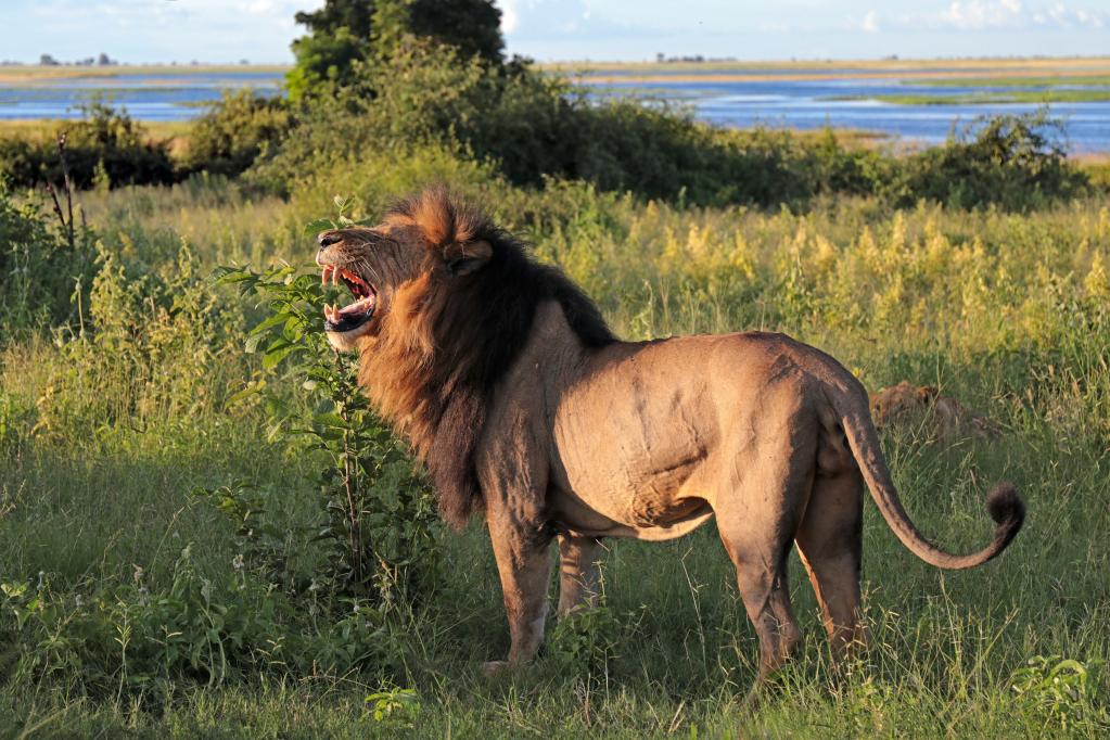 Lion (Panthera leo)