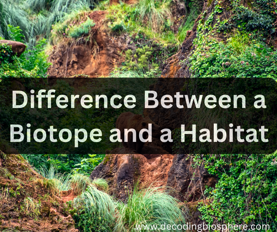 Difference Between a Biotope and a Habitat