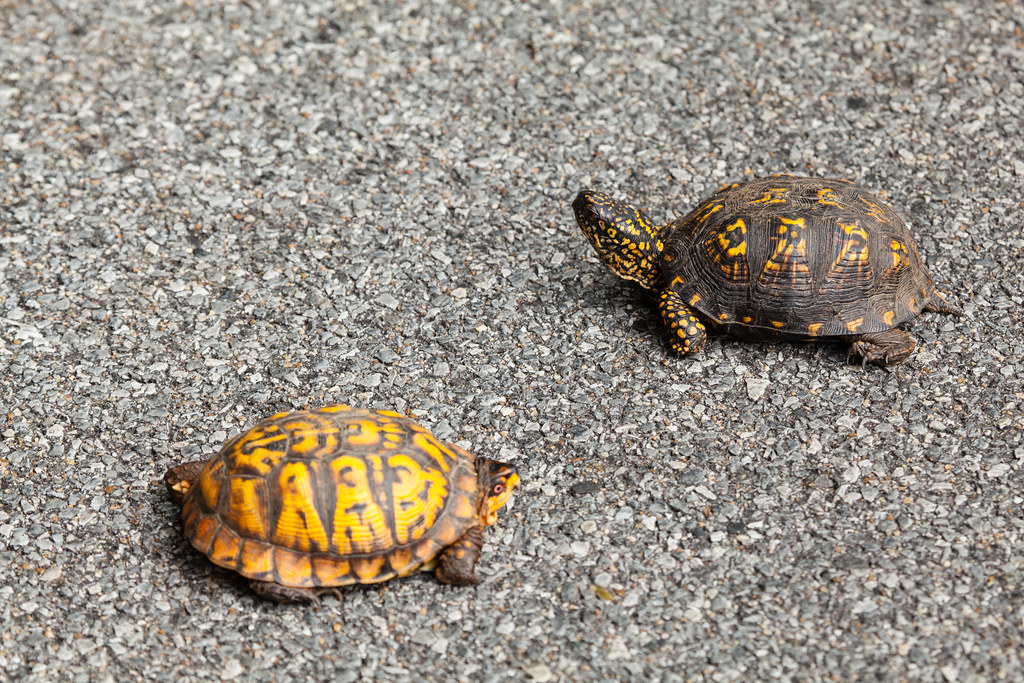 Eastern box turtles