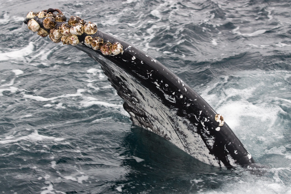 Barnacles on whales