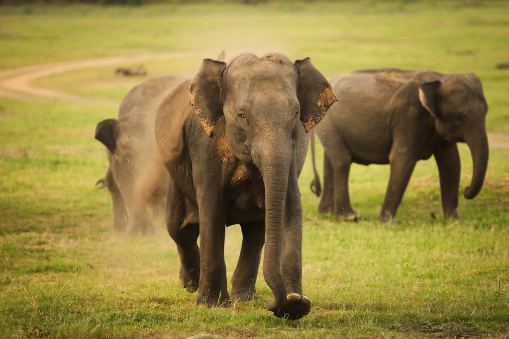 Elephant trampling grass
