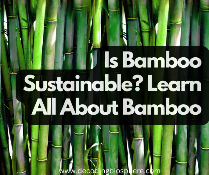 Is Bamboo Sustainable? Learn All About Bamboo