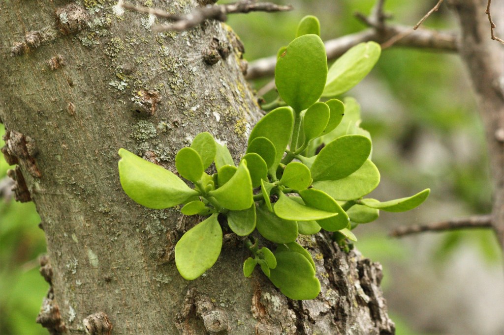 Mistletoe plants on trees