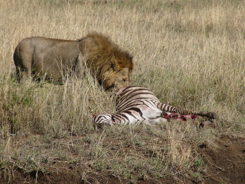 Lions hunting zebras