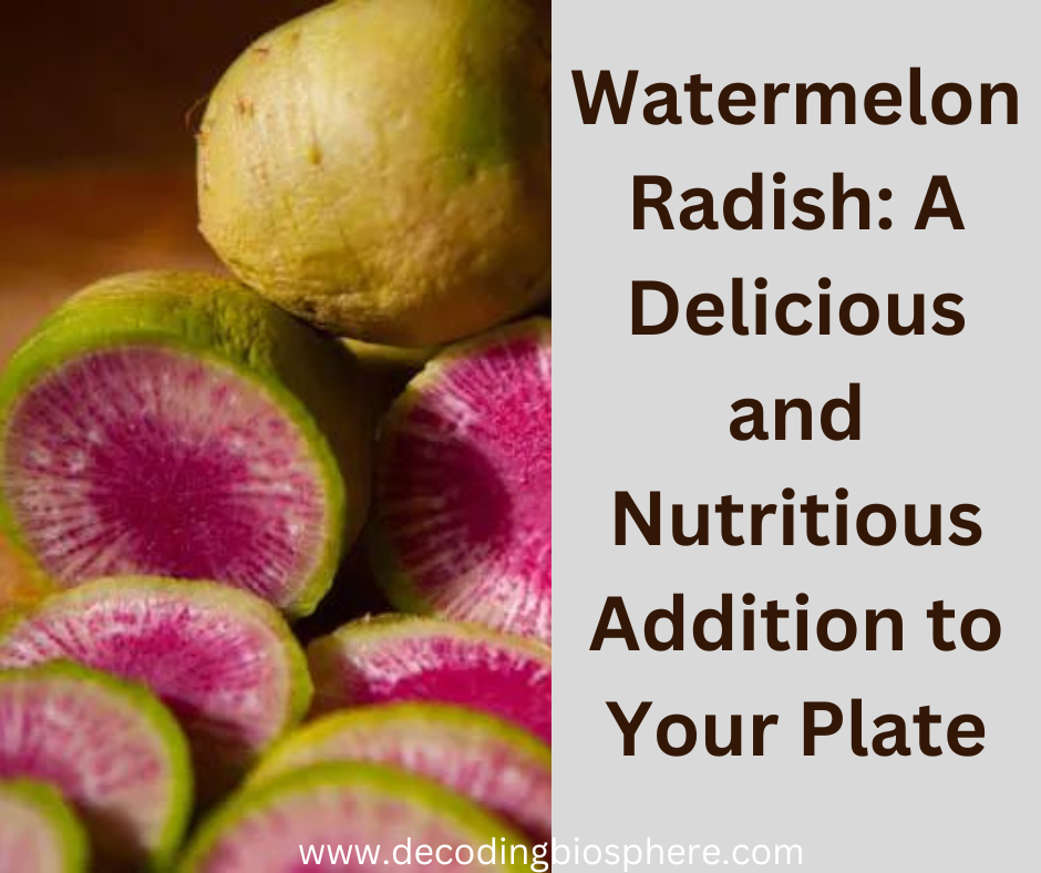 watermelon radish