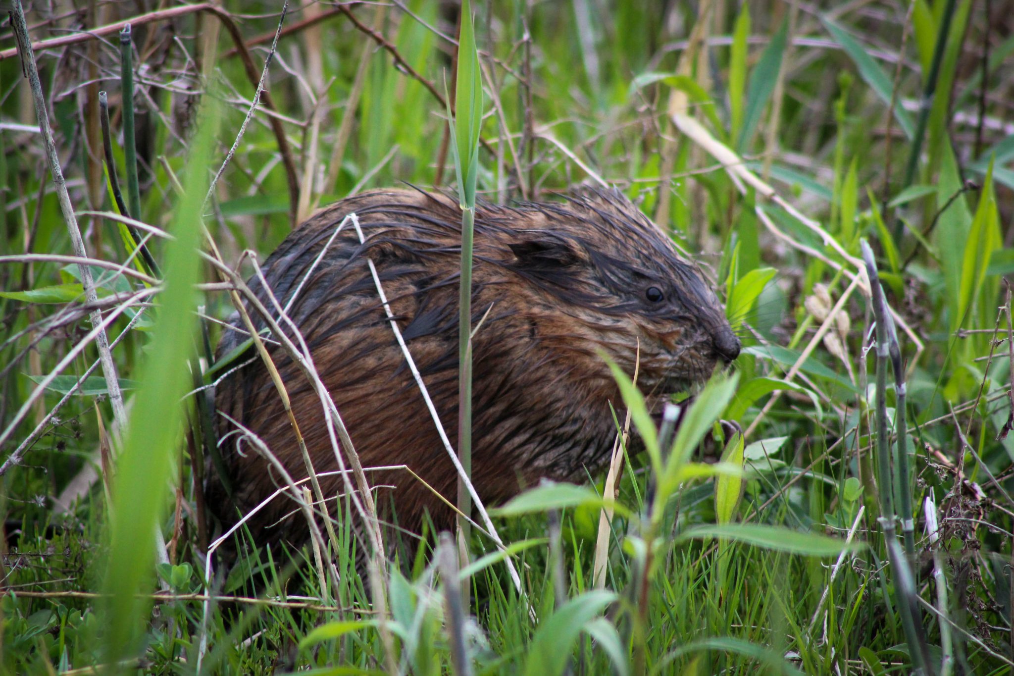 beaver