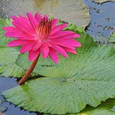 Water Lily