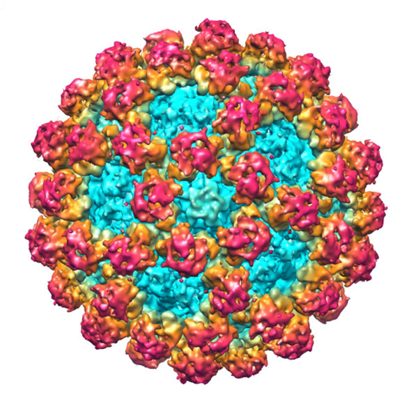 norovirus