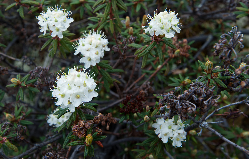 Labrador Tea