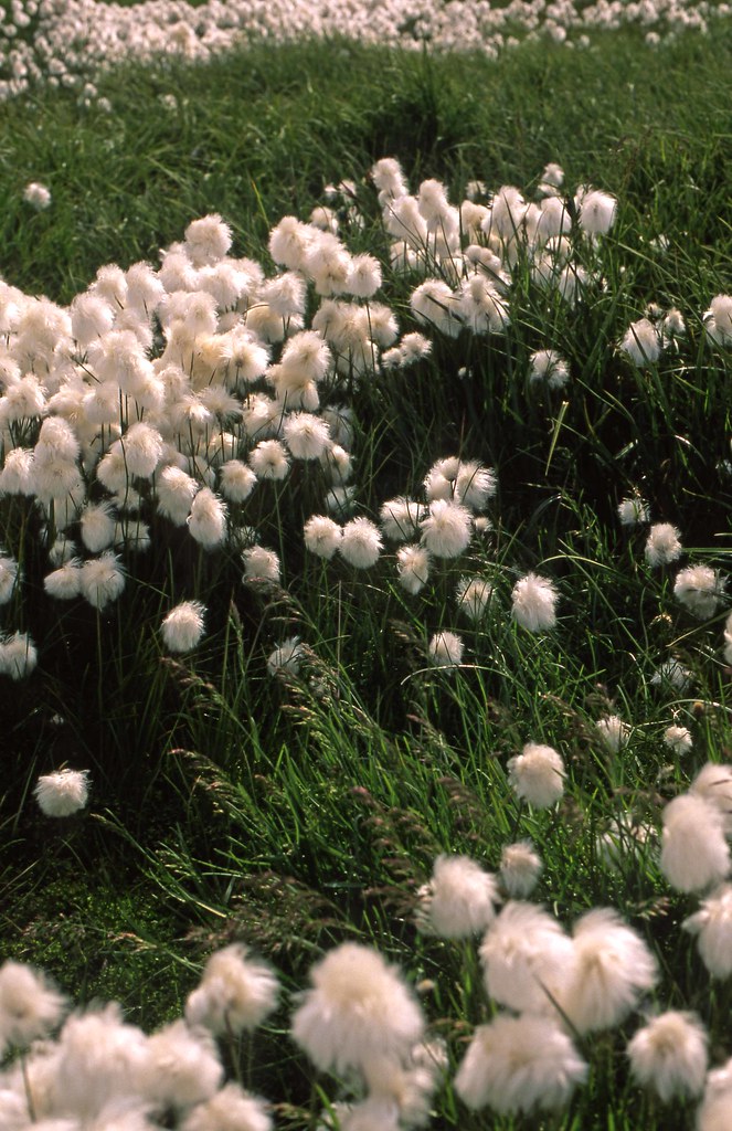 Arctic Cotton