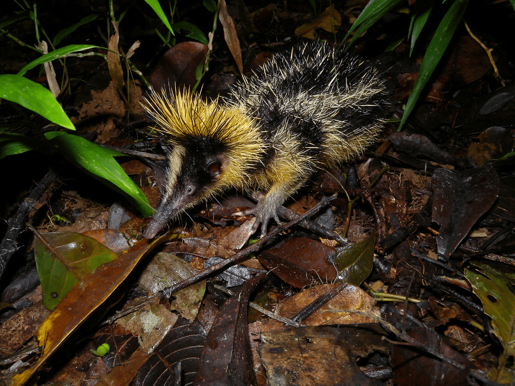 Tenrecs