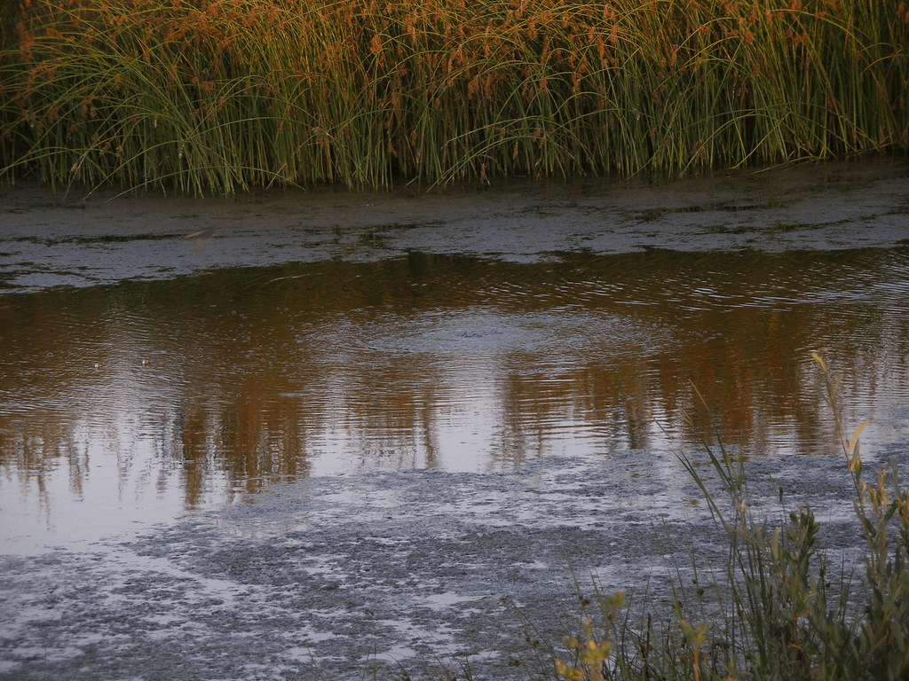 The methane gas bubbling up from below the surface