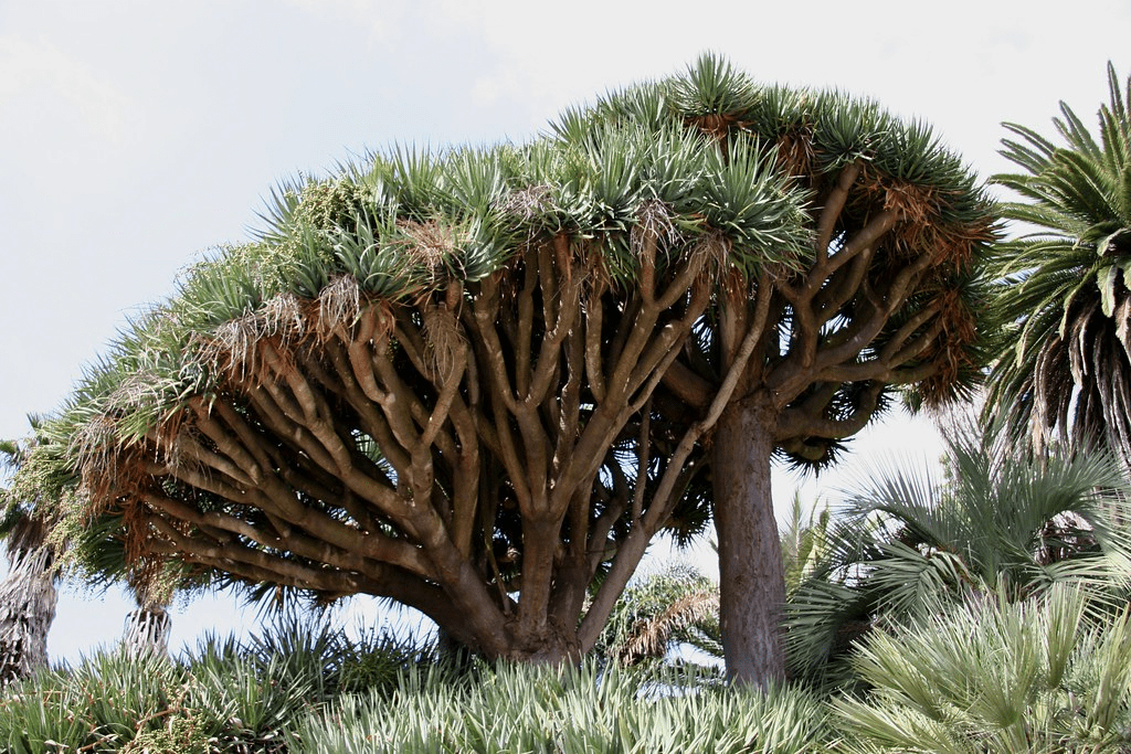 Dragon Tree