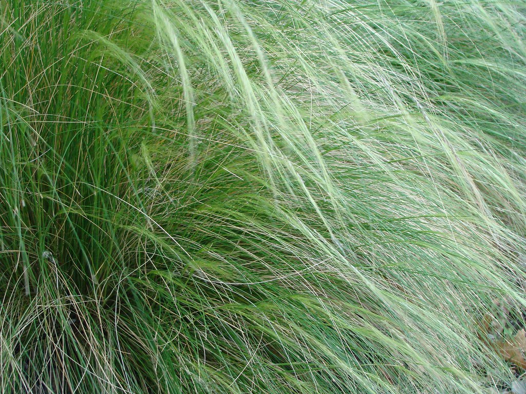 Feather Grass