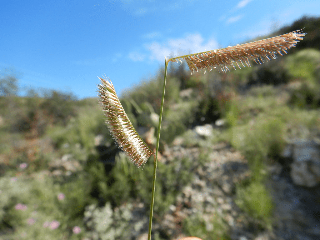 Blue Grama Grass
