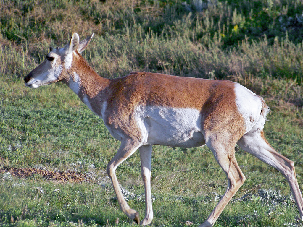 Pronghorn Antelope