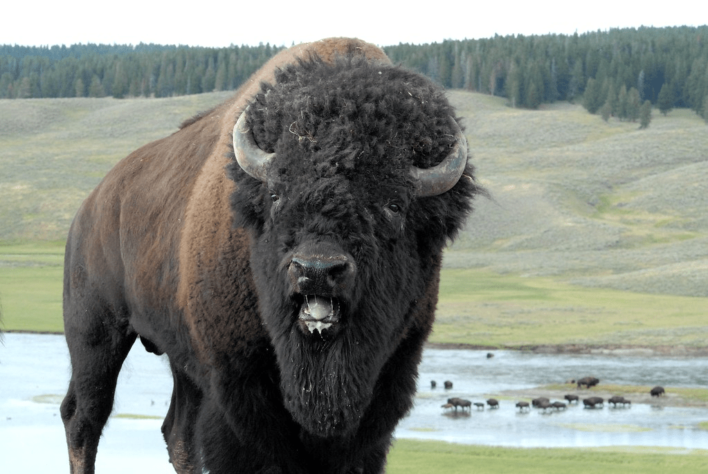 Bison 